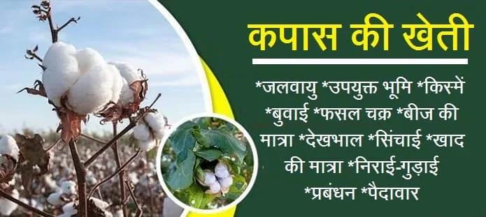कपास की खेती