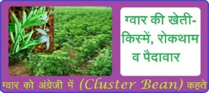 ग्वार की खेती