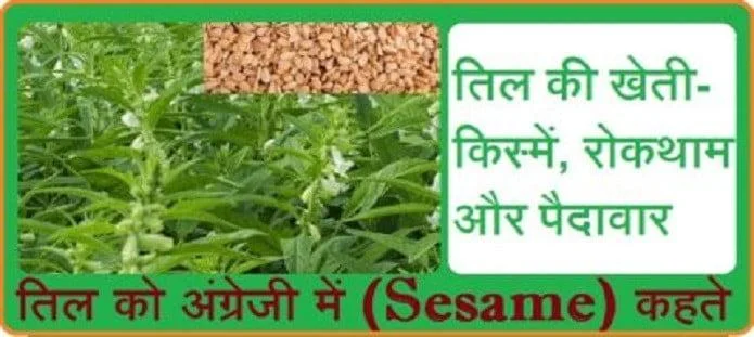 तिल की खेती