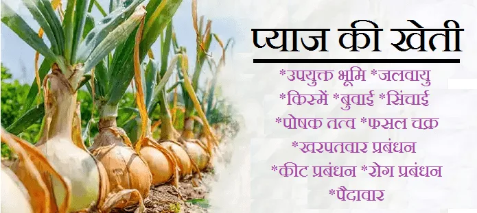 प्याज की खेती