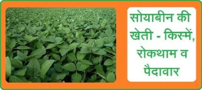 सोयाबीन की खेती