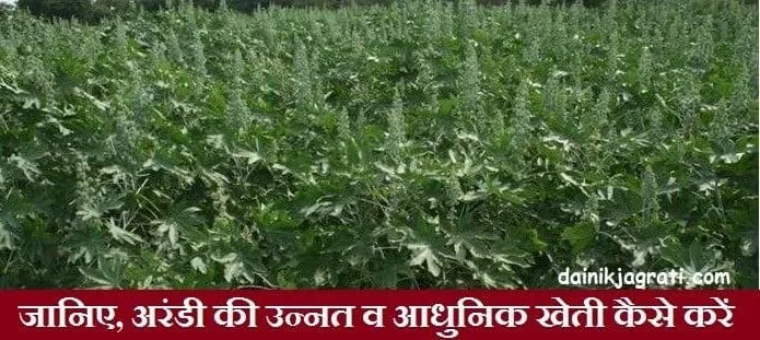 अरंडी की खेती