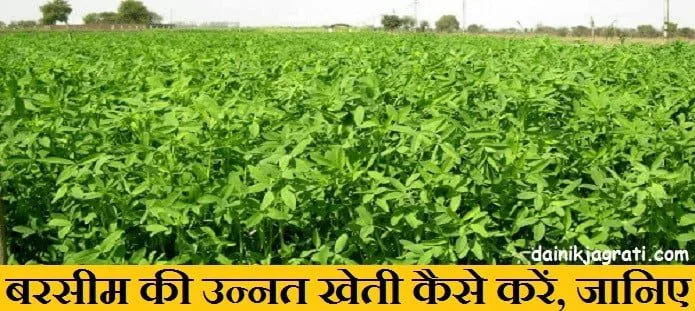 बरसीम की खेती