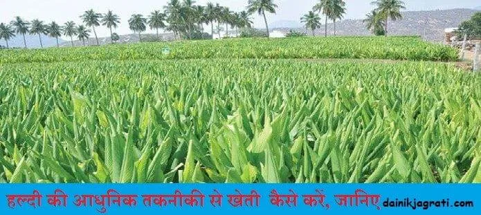 हल्दी की खेती