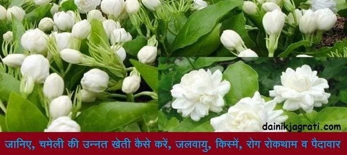 चमेली की खेती