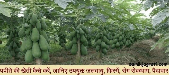 पपीते की खेती
