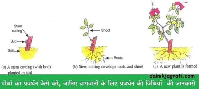 पौधों का प्रवर्धन
