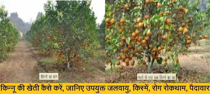 किन्नू की खेती
