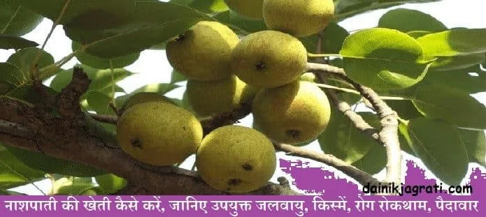 नाशपाती की खेती