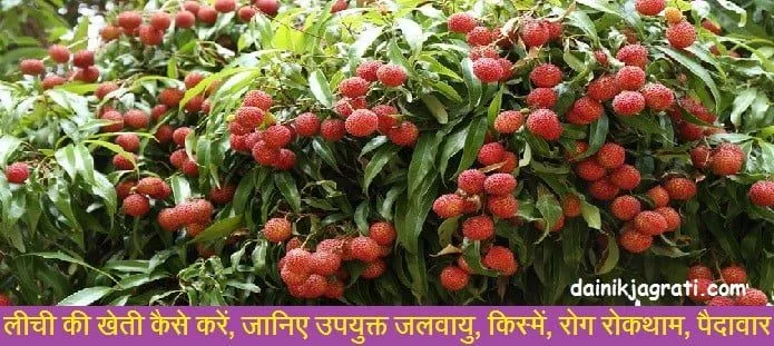 लीची की खेती कैसे करें