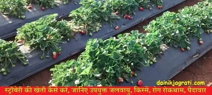 स्ट्रॉबेरी की खेती