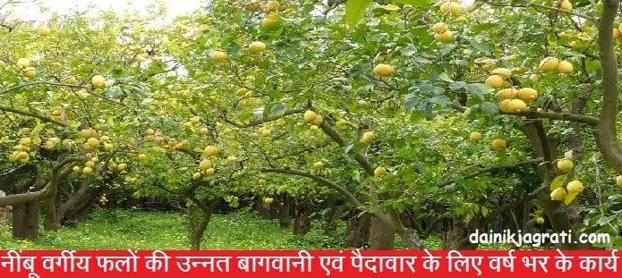 नींबू वर्गीय फलों की उन्नत बागवानी के लिए वार्षिक कृषि कार्य?