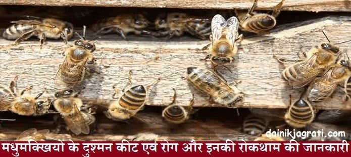 मधुमक्खियों के दुश्मन कीट एवं रोग और इनकी रोकथाम