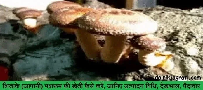 शिताके (जापानी) मशरूम की खेती
