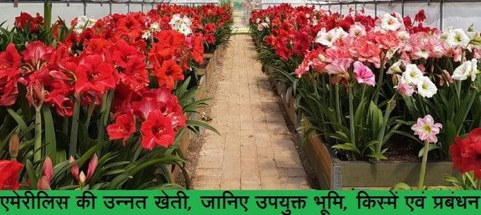 एमेरीलिस की उन्नत खेती, जानिए उपयुक्त भूमि, किस्में एवं प्रबंधन