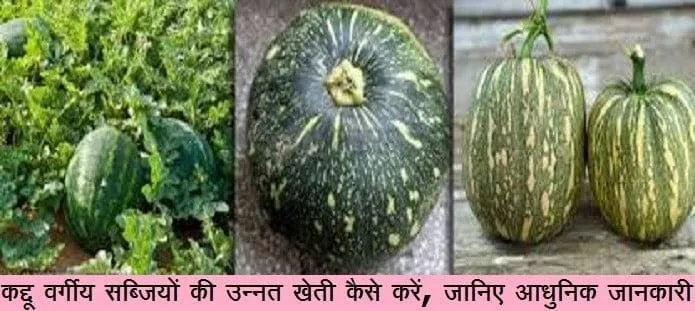 कद्दू वर्गीय सब्जियों की खेती