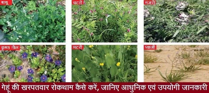 गेहूं की खरपतवार रोकथाम कैसे करें?