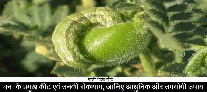 चना के प्रमुख कीट की रोकथाम कैसे करें?
