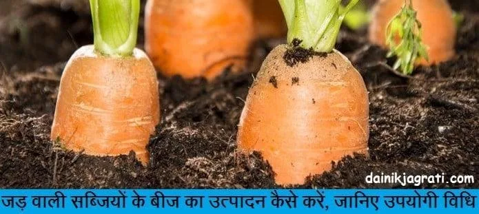 जड़ वाली सब्जियों के बीज का उत्पादन कैसे करें
