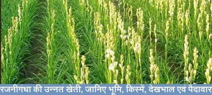 रजनीगंधा की उन्नत खेती, जानिए भूमि, किस्में, देखभाल एवं पैदावार