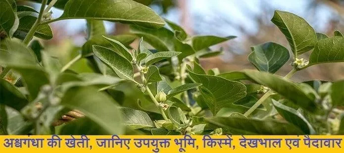 अश्वगंधा की खेती