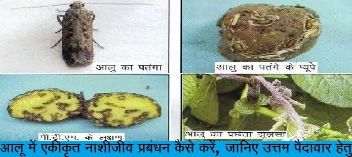 आलू में एकीकृत