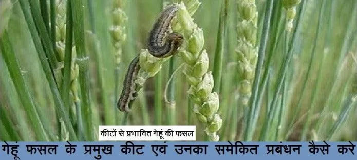गेहूं फसल के प्रमुख कीट का समेकित प्रबंधन कैसे करें