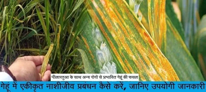 गेहूं में एकीकृत नाशीजीव प्रबंधन कैसे करें