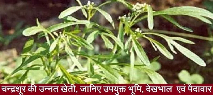 चन्द्रशूर की उन्नत खेती