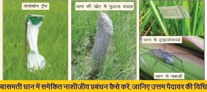 बासमती धान में समेकित नाशीजीव प्रबंधन कैसे करें