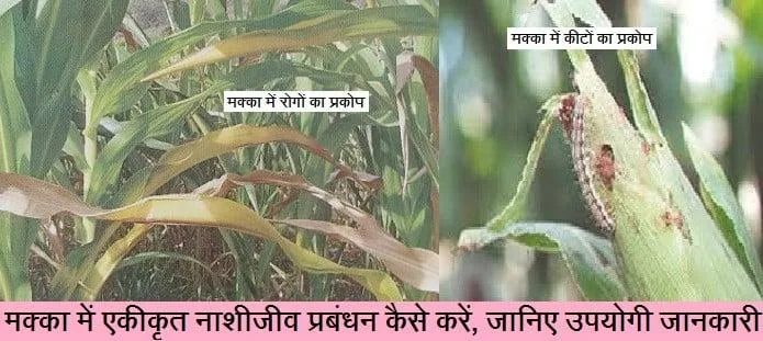 मक्का में एकीकृत
