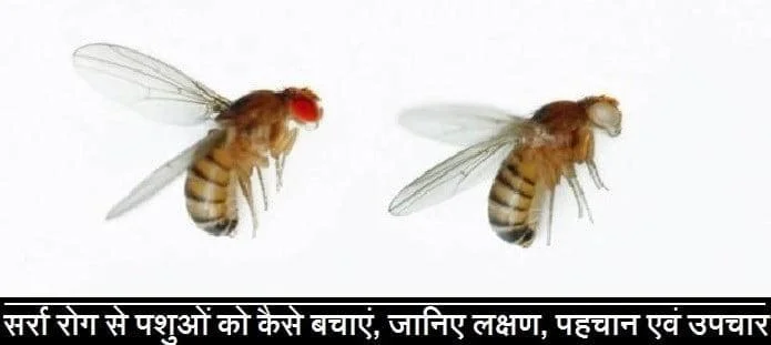 सर्रा रोग से पशुओं को कैसे बचाएं