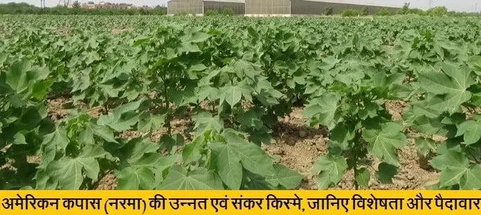 अमेरिकन कपास