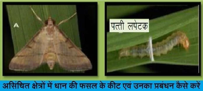 असिंचित क्षेत्रों में धान