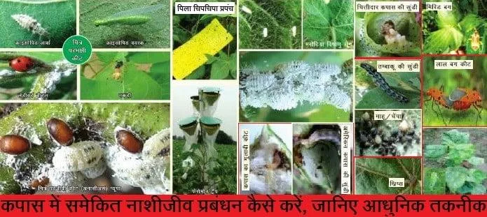 कपास में समेकित