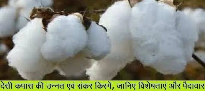 देसी कपास की किस्में