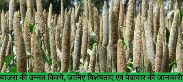 बाजरा की उन्नत किस्में