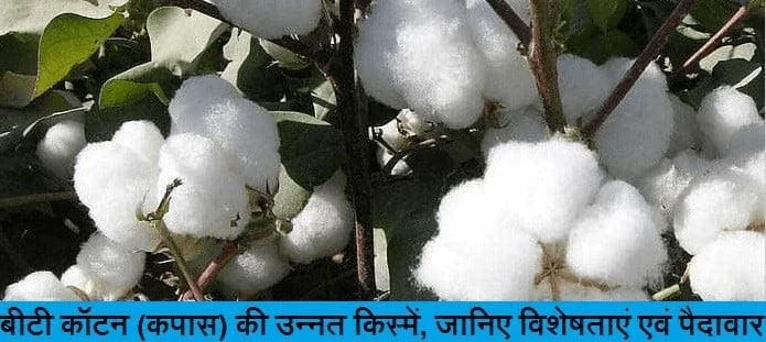 बीटी कॉटन की किस्में
