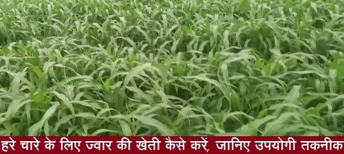 हरे चारे के लिए ज्वार