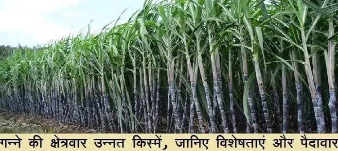 गन्ने की क्षेत्रवार किस्में