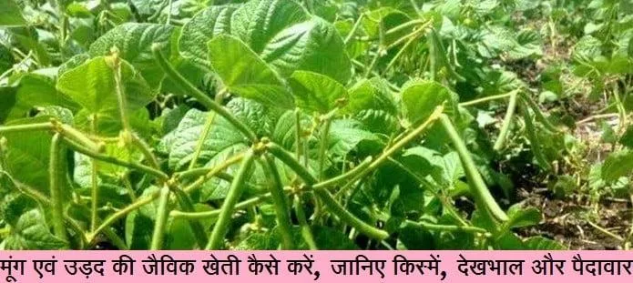 मूंग एवं उड़द