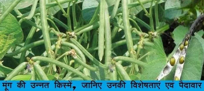 मूंग की उन्नत किस्में