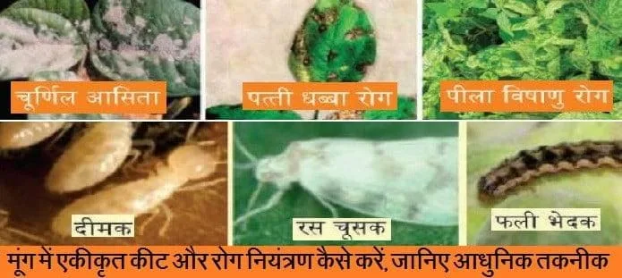 मूंग में एकीकृत कीट और रोग नियंत्रण कैसे करें