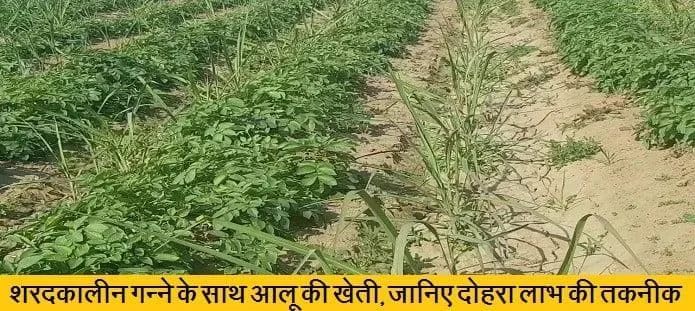 शरदकालीन गन्ने के साथ आलू की खेती