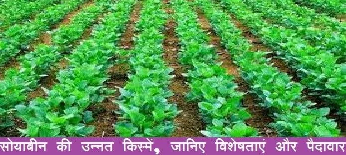 सोयाबीन की उन्नत किस्में
