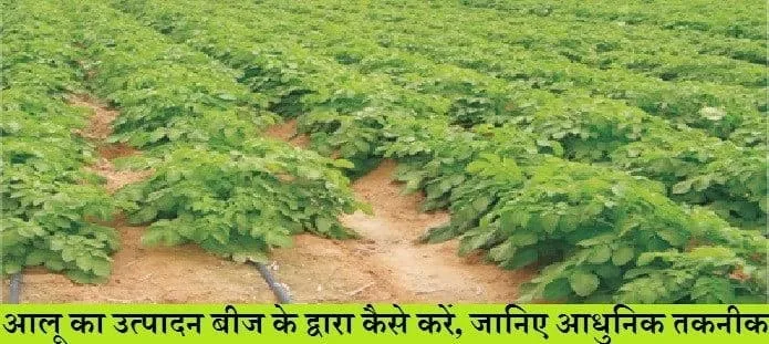 आलू का उत्पादन बीज के द्वारा कैसे करें