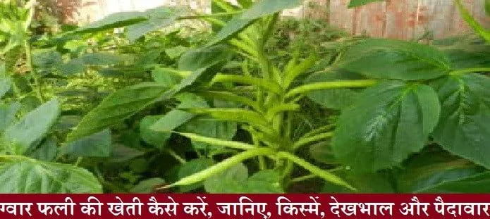 ग्वार फली की खेती