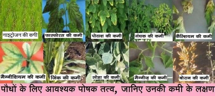 पौधों के लिए आवश्यक पोषक तत्व और उनकी कमी के लक्षण