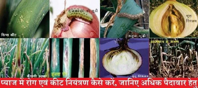 प्याज में रोग