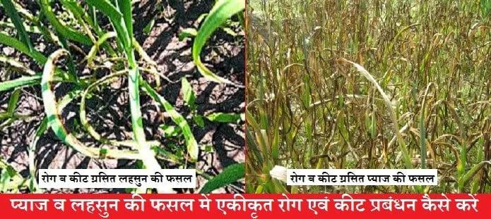 प्याज व लहसुन